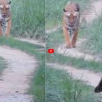 Ajab Gajab Viral Video