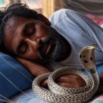 Snake ka Viral Video