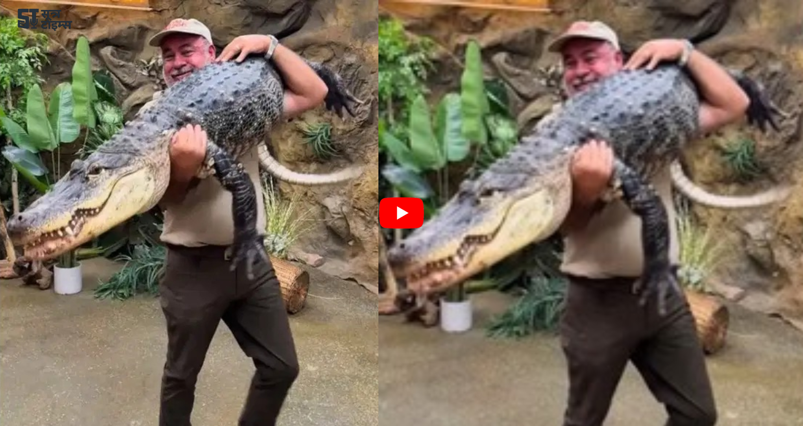 Crocodile Ka Viral Video