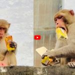 Monkey Ka Viral Video