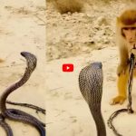 Bander-Cobra Ka Video