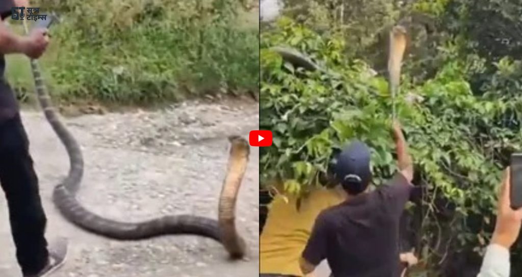 King Cobra Ka Video