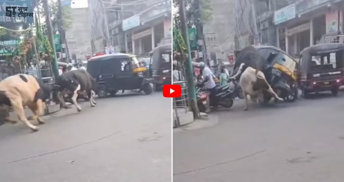 Bull Ka Viral video