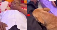 Malik Aur Dog Ka Video