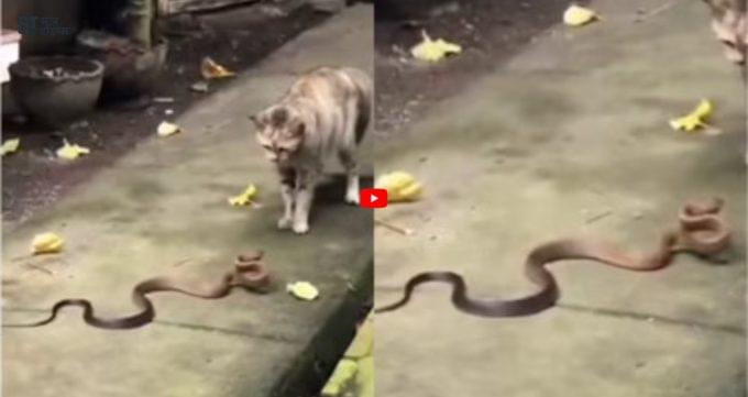 Snake Ka Video Viral