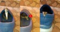 Snake Viral Video
